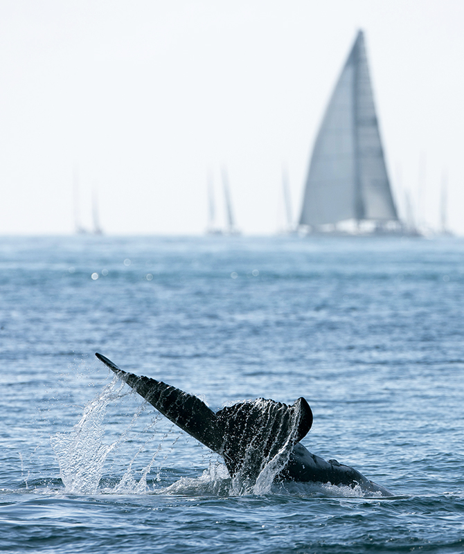 whale tail flip in the Whitsundays and an out of focus sailboat in the background 