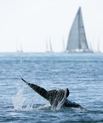 whale tail flip in the Whitsundays and an out of focus sailboat in the background 