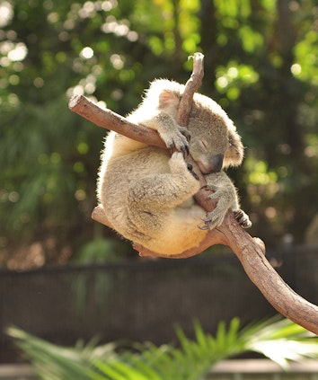 Koala curled around tree stump as part of qualia resort experience at Hamilton Island Wildlife Park