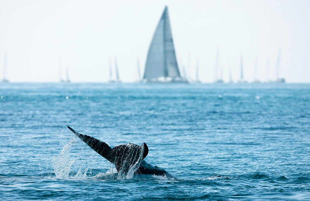 Sailing fleet passage in the turquoise waters of the Whitsundays at Hamilton Island Race Week 
