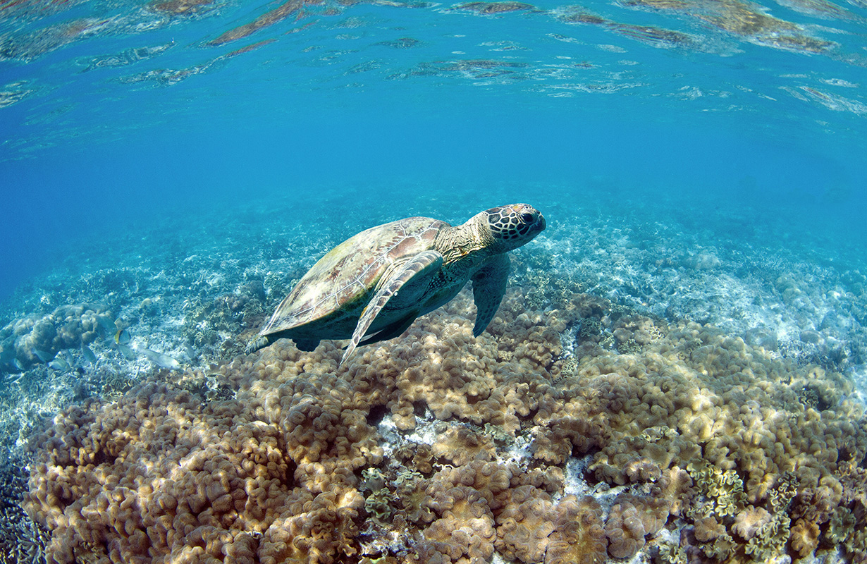 Aerial view of snorkelling and diving boat in Great Barrier Reef as part of qualia resort experience