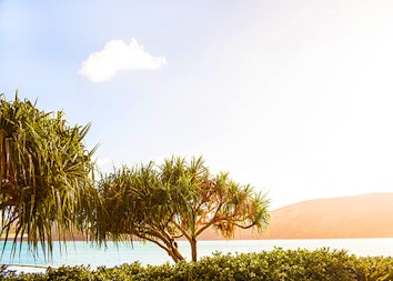Sun shining over two big trees from the Whitsundays from qualia resort