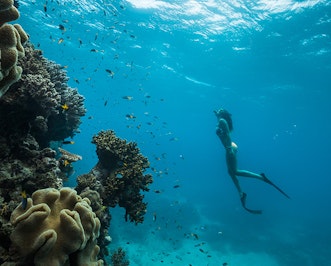 qualia woman observing fish and coral underwater in Great Barrier Reef with snorkel and flippers