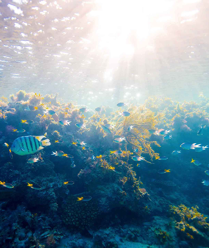qualia underwater image of sunlight cascading upon coral and fish in Great Barrier Reef