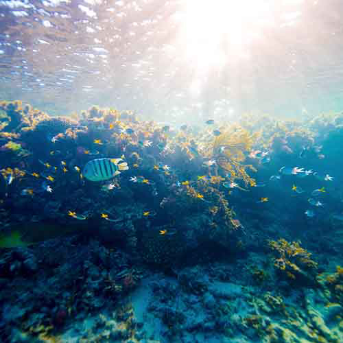 qualia underwater image of sunlight cascading upon coral and fish in Great Barrier Reef