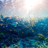 qualia underwater image of sunlight cascading upon coral and fish in Great Barrier Reef