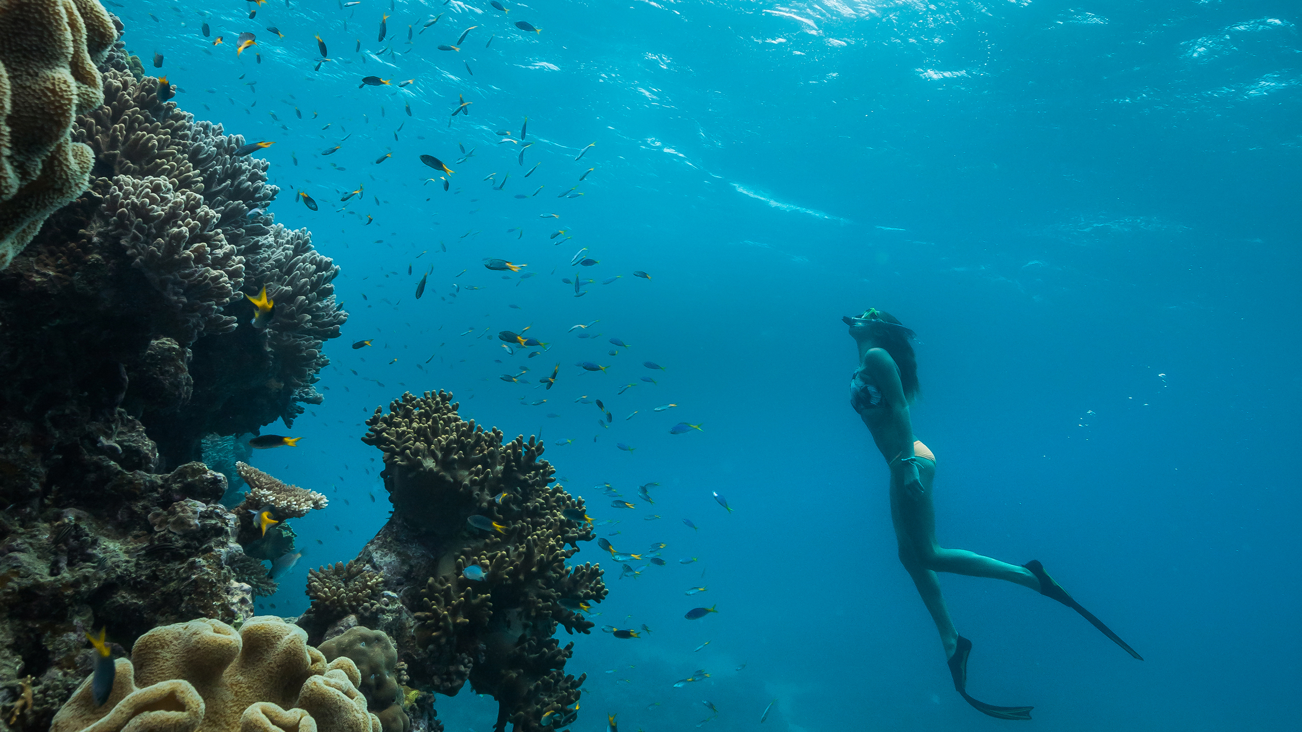 qualia woman observing fish and coral underwater in Great Barrier Reef with snorkel and flippers