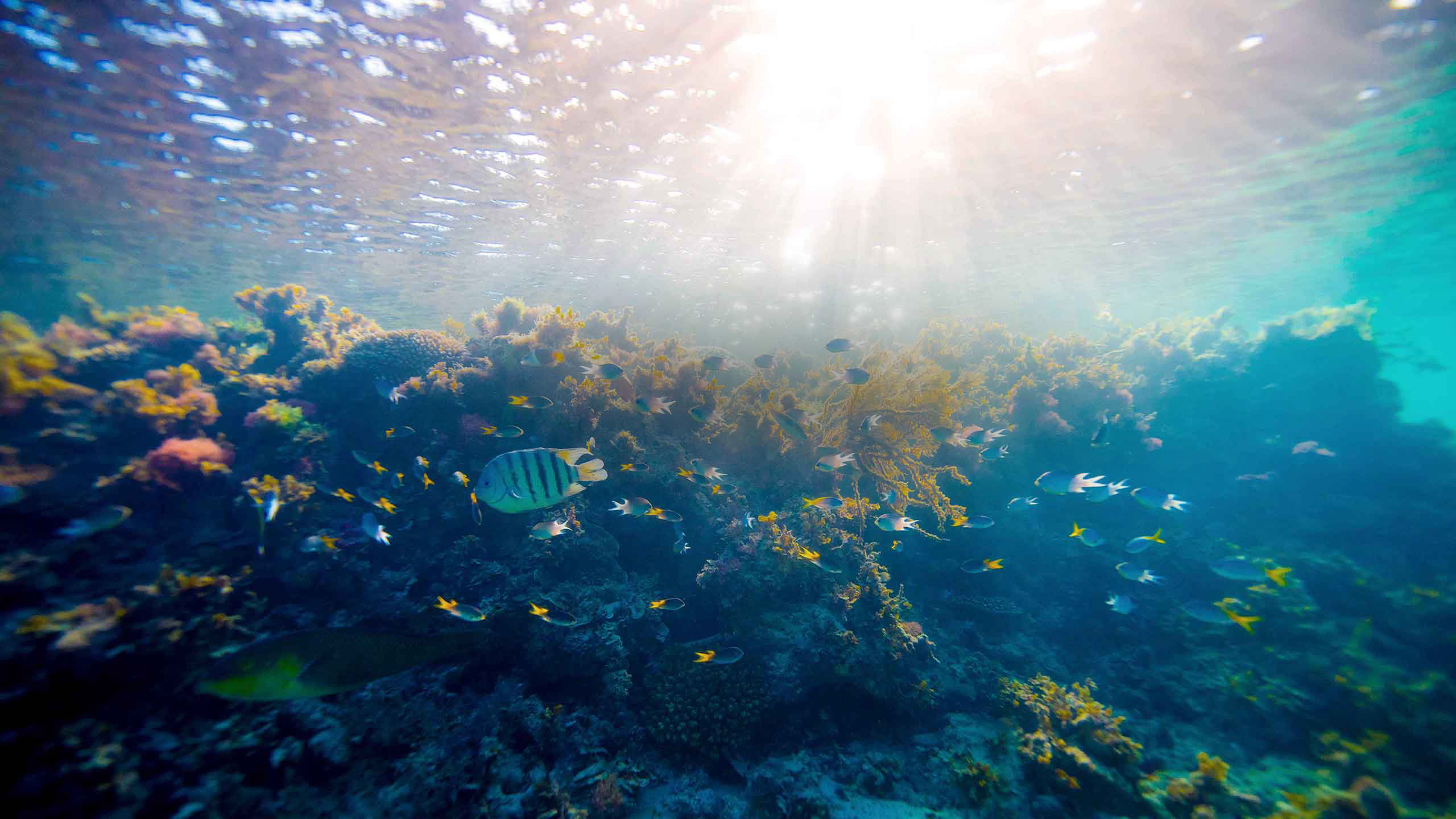 qualia underwater image of sunlight cascading upon coral and fish in Great Barrier Reef