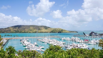 Hamilton Island marina with boats lined up viewed through bushes, with Whitsundays in background